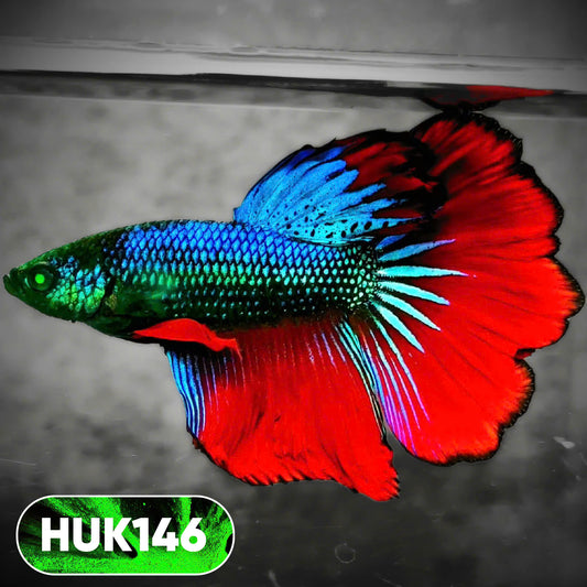 Black Hulk Halfmoon Male Betta Fish | You Pick Fish