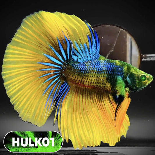 Black Hulk Halfmoon Male Betta Fish | You Pick Fish