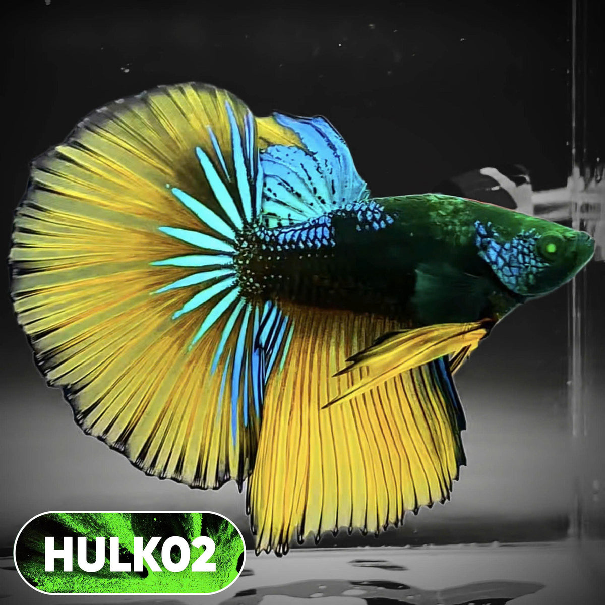 Black Hulk Halfmoon Male Betta Fish | You Pick Fish
