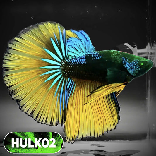Black Hulk Halfmoon Male Betta Fish | You Pick Fish