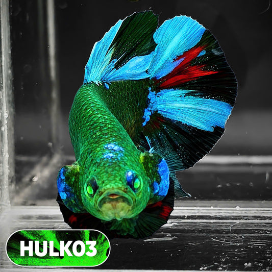Galaxy Hulk Plakat Male Betta Fish | Exotic Grade | You Pick