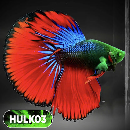Black Hulk Halfmoon Male Betta Fish | You Pick Fish
