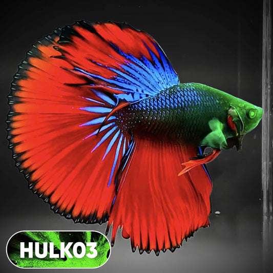 Black Hulk Halfmoon Male Betta Fish | You Pick Fish