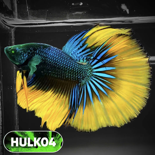 Black Hulk Halfmoon Male Betta Fish | You Pick Fish