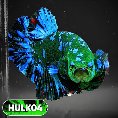 Galaxy Hulk Plakat Male Betta Fish | Exotic Grade | You Pick