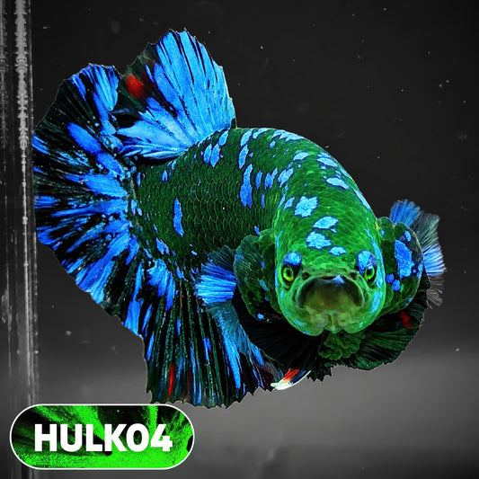 Galaxy Hulk Plakat Male Betta Fish | Exotic Grade | You Pick