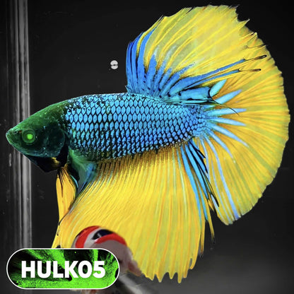 Black Hulk Halfmoon Male Betta Fish | You Pick Fish