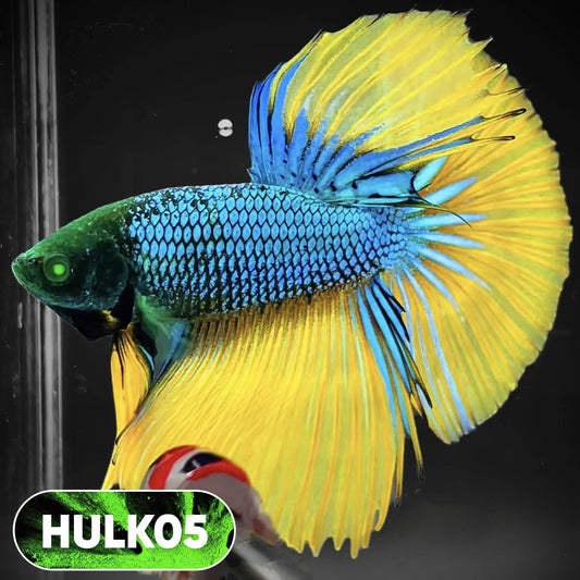 Black Hulk Halfmoon Male Betta Fish | You Pick Fish