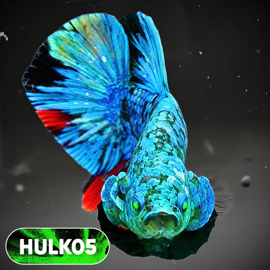 Galaxy Hulk Plakat Male Betta Fish | Exotic Grade | You Pick