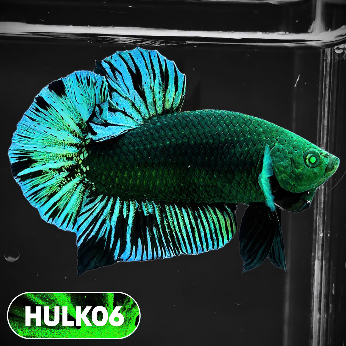 Galaxy Hulk Plakat Male Betta Fish | Exotic Grade | You Pick