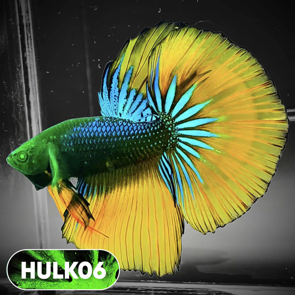 Black Hulk Halfmoon Male Betta Fish | You Pick Fish
