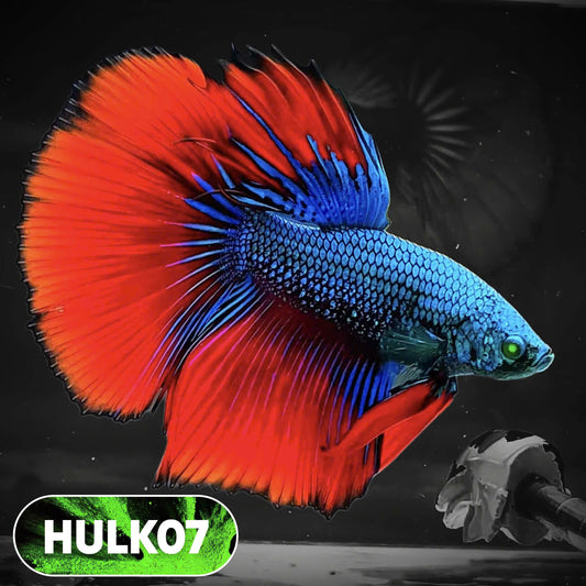 Black Hulk Halfmoon Male Betta Fish | You Pick Fish