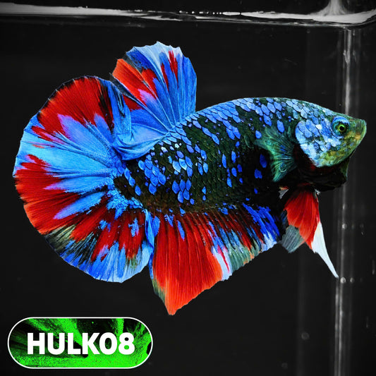 Galaxy Hulk Plakat Male Betta Fish | Exotic Grade | You Pick