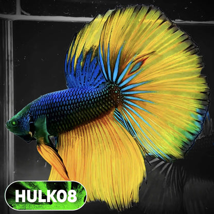 Black Hulk Halfmoon Male Betta Fish | You Pick Fish