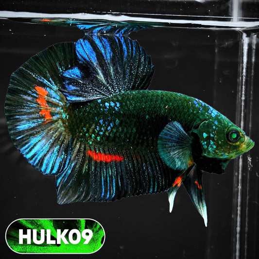 Galaxy Hulk Plakat Male Betta Fish | Exotic Grade | You Pick