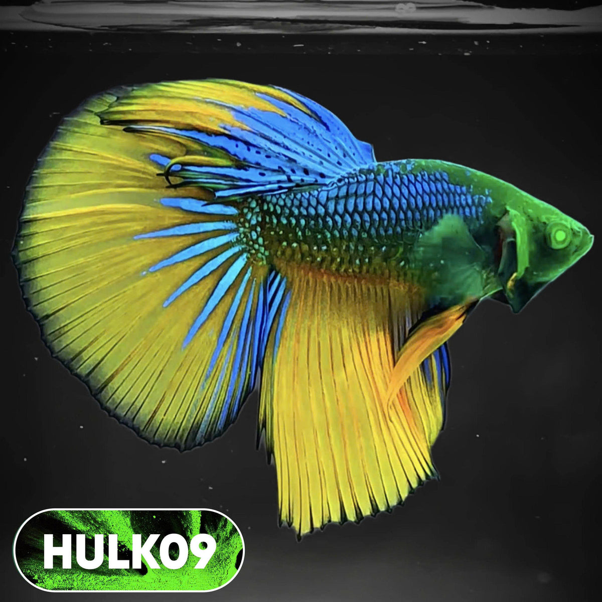 Black Hulk Halfmoon Male Betta Fish | You Pick Fish