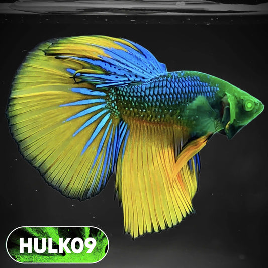 Black Hulk Halfmoon Male Betta Fish | You Pick Fish