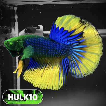 Black Hulk Halfmoon Male Betta Fish | You Pick Fish