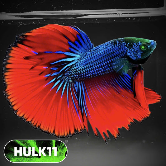 Black Hulk Halfmoon Male Betta Fish | You Pick Fish