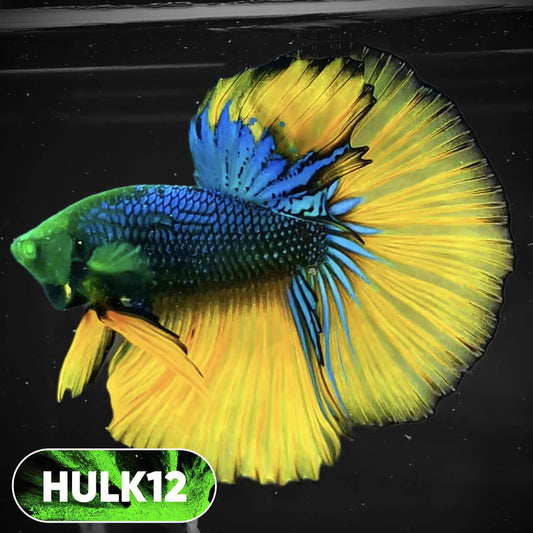Black Hulk Halfmoon Male Betta Fish | You Pick Fish
