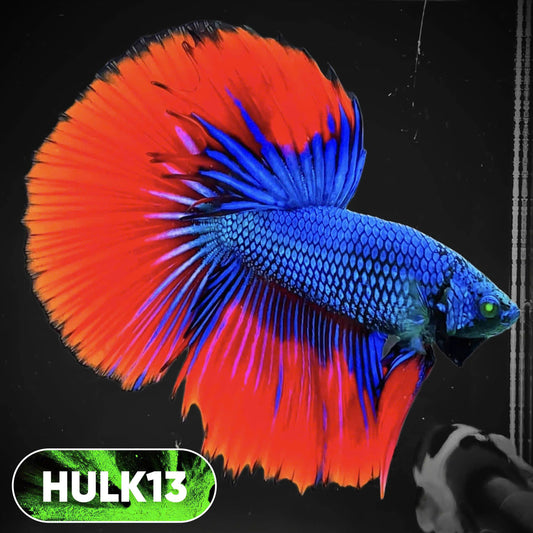 Black Hulk Halfmoon Male Betta Fish | You Pick Fish