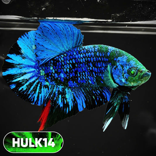 Galaxy Hulk Plakat Male Betta Fish | Exotic Grade | You Pick
