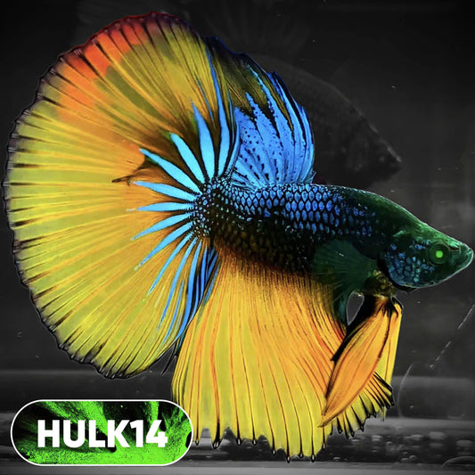 Black Hulk Halfmoon Male Betta Fish | You Pick Fish