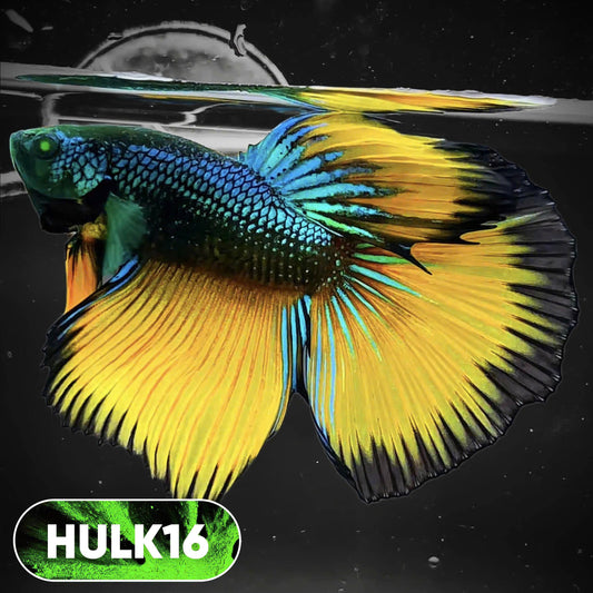 Black Hulk Halfmoon Male Betta Fish | You Pick Fish