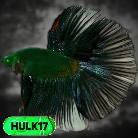 Black Hulk Halfmoon Male Betta Fish | You Pick Fish