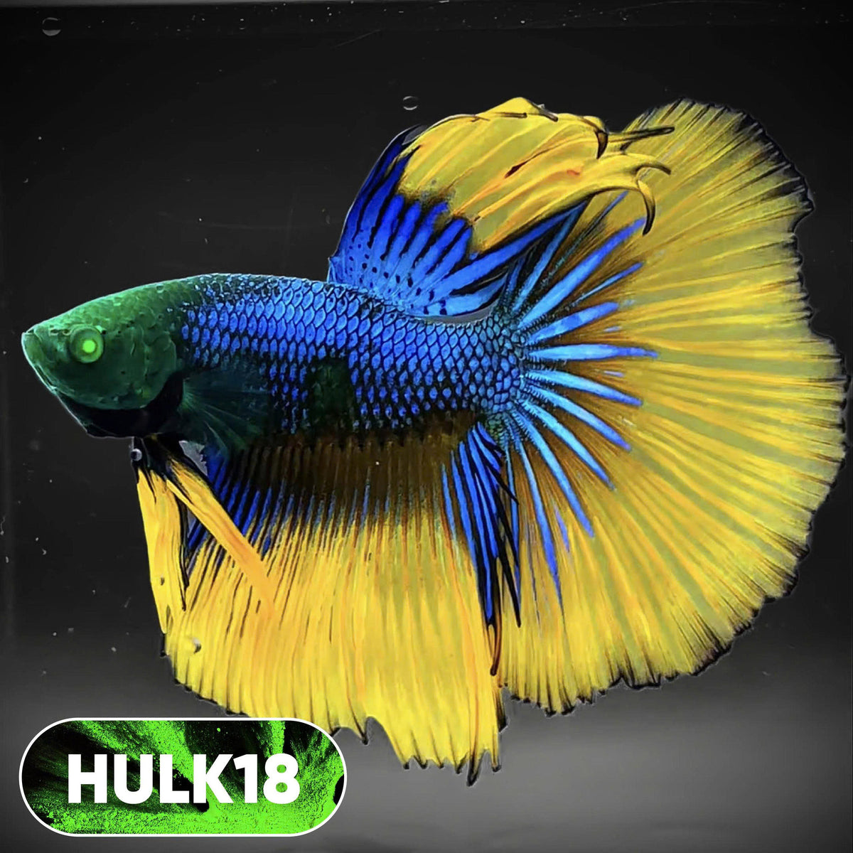 Black Hulk Halfmoon Male Betta Fish | You Pick Fish