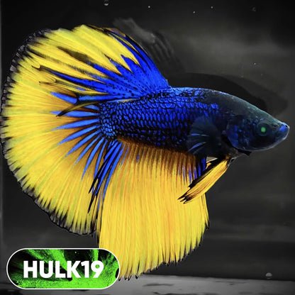 Black Hulk Halfmoon Male Betta Fish | You Pick Fish