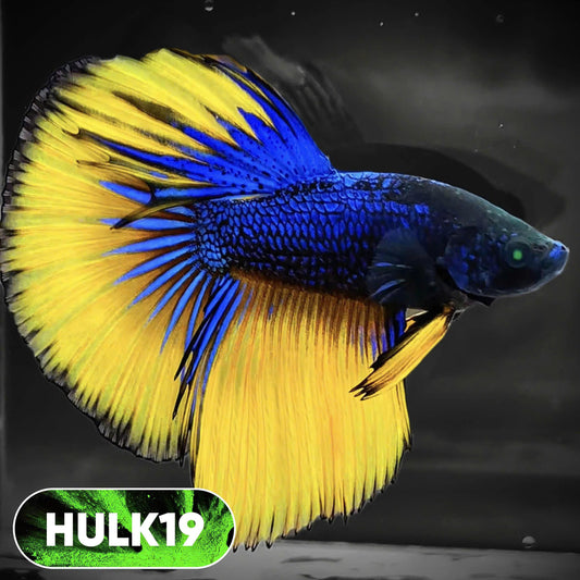 Black Hulk Halfmoon Male Betta Fish | You Pick Fish