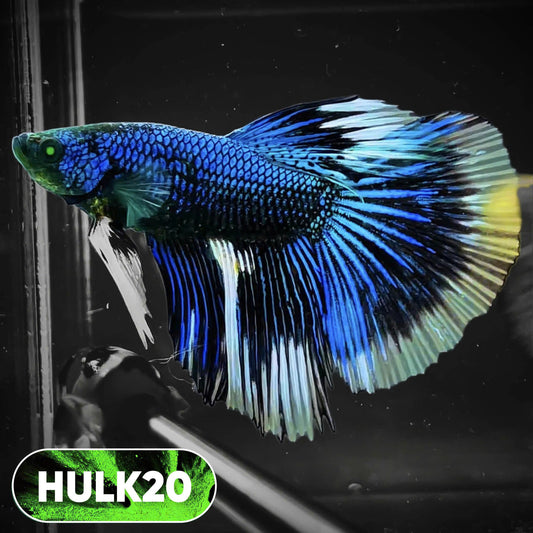 Black Hulk Halfmoon Male Betta Fish | You Pick Fish