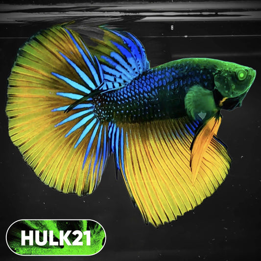 Black Hulk Halfmoon Male Betta Fish | You Pick Fish