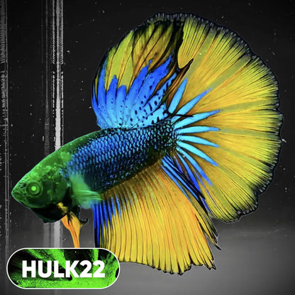 Black Hulk Halfmoon Male Betta Fish | You Pick Fish