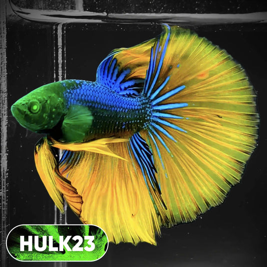 Black Hulk Halfmoon Male Betta Fish | You Pick Fish