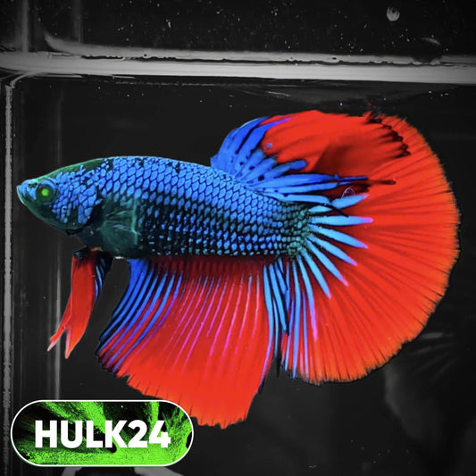 Black Hulk Halfmoon Male Betta Fish | You Pick Fish