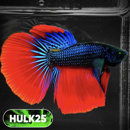 Black Hulk Halfmoon Male Betta Fish | You Pick Fish