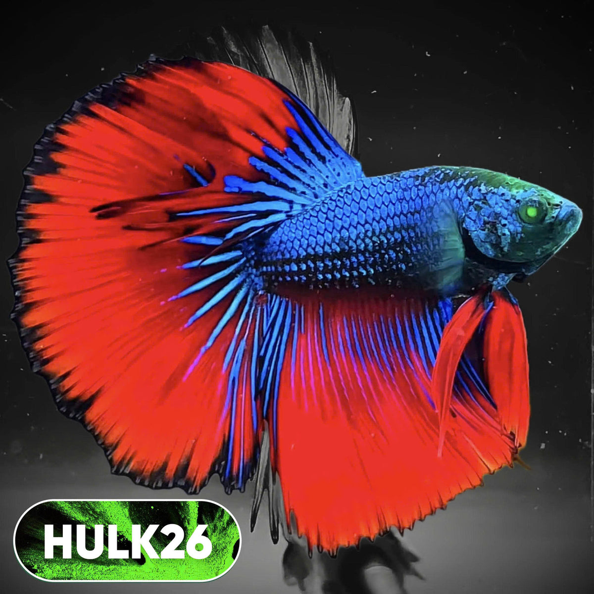 Black Hulk Halfmoon Male Betta Fish | You Pick Fish