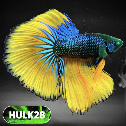 Black Hulk Halfmoon Male Betta Fish | You Pick Fish