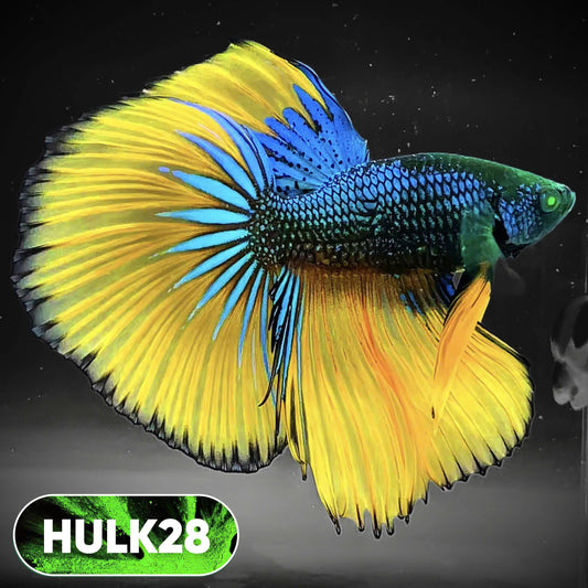 Black Hulk Halfmoon Male Betta Fish | You Pick Fish
