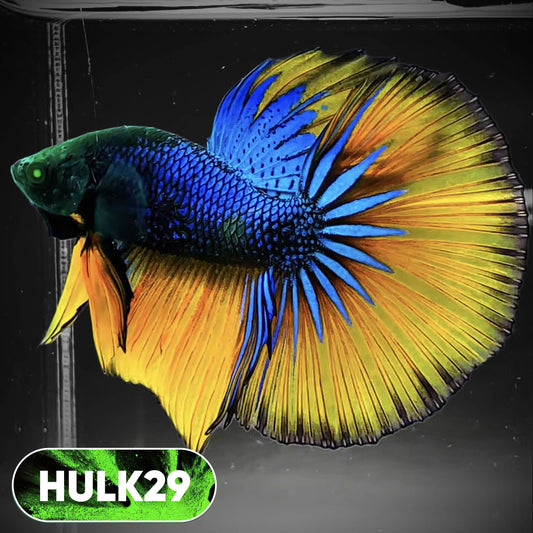 Black Hulk Halfmoon Male Betta Fish | You Pick Fish