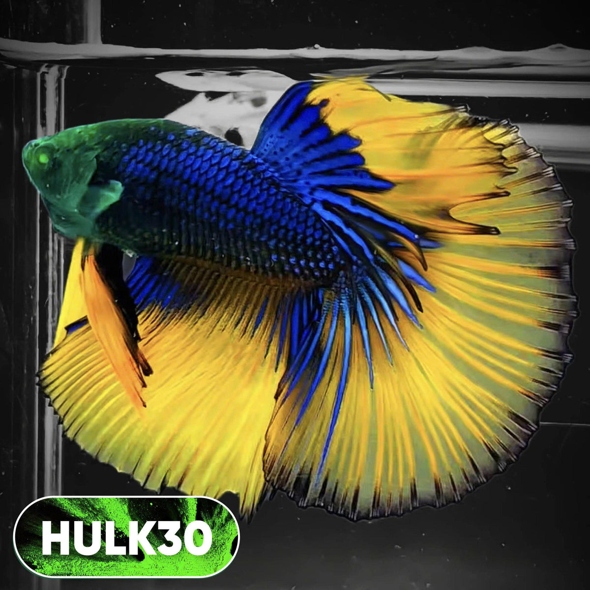Black Hulk Halfmoon Male Betta Fish | You Pick Fish
