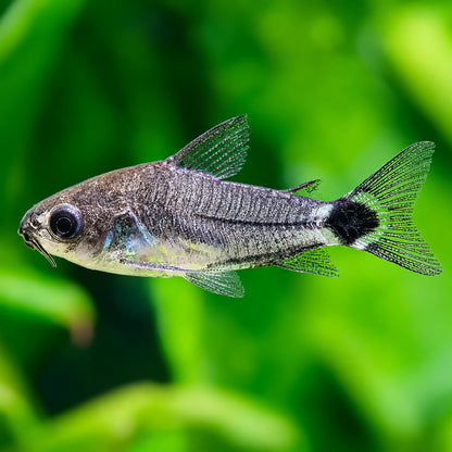 Hastatus Cory Catfish – Corydoras hastatus
