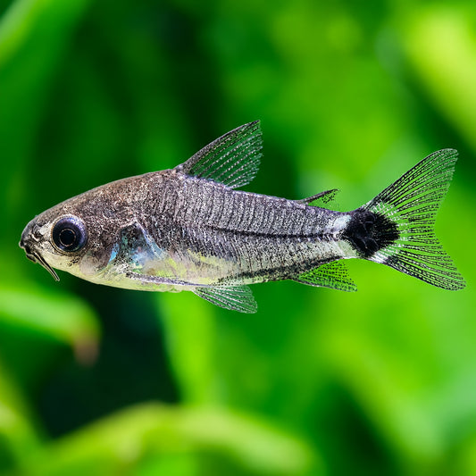 Hastatus Cory Catfish – Corydoras hastatus