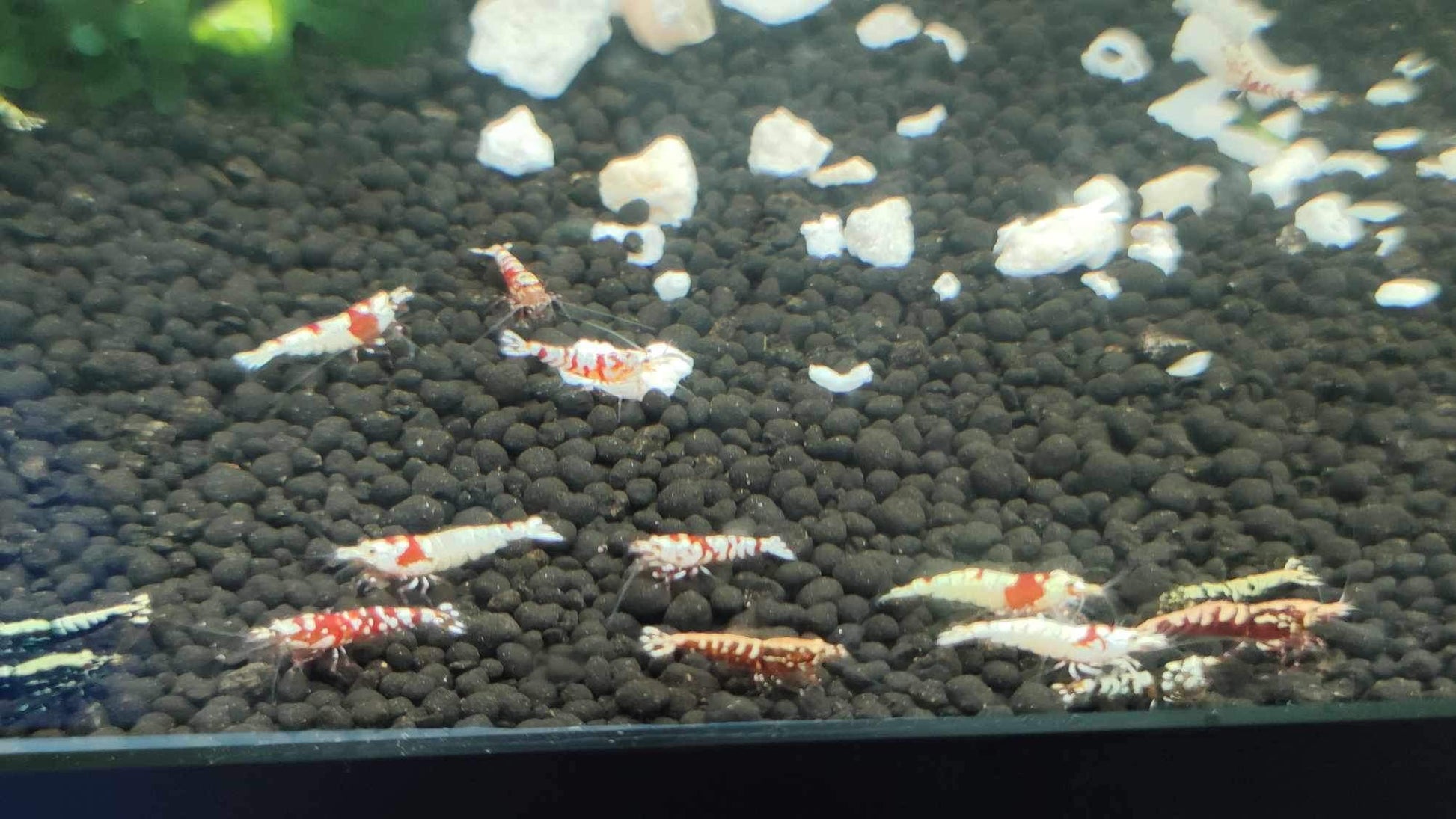 Mixed Caridina Shrimp