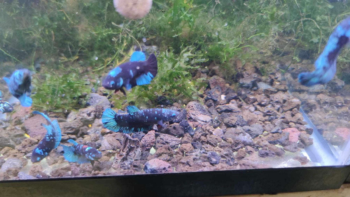 Mix Avarta Black Blue Galaxy, Black Green Galaxy Female Betta Fish