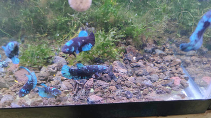 Mix Avarta Black Blue Galaxy, Black Green Galaxy Female Betta Fish