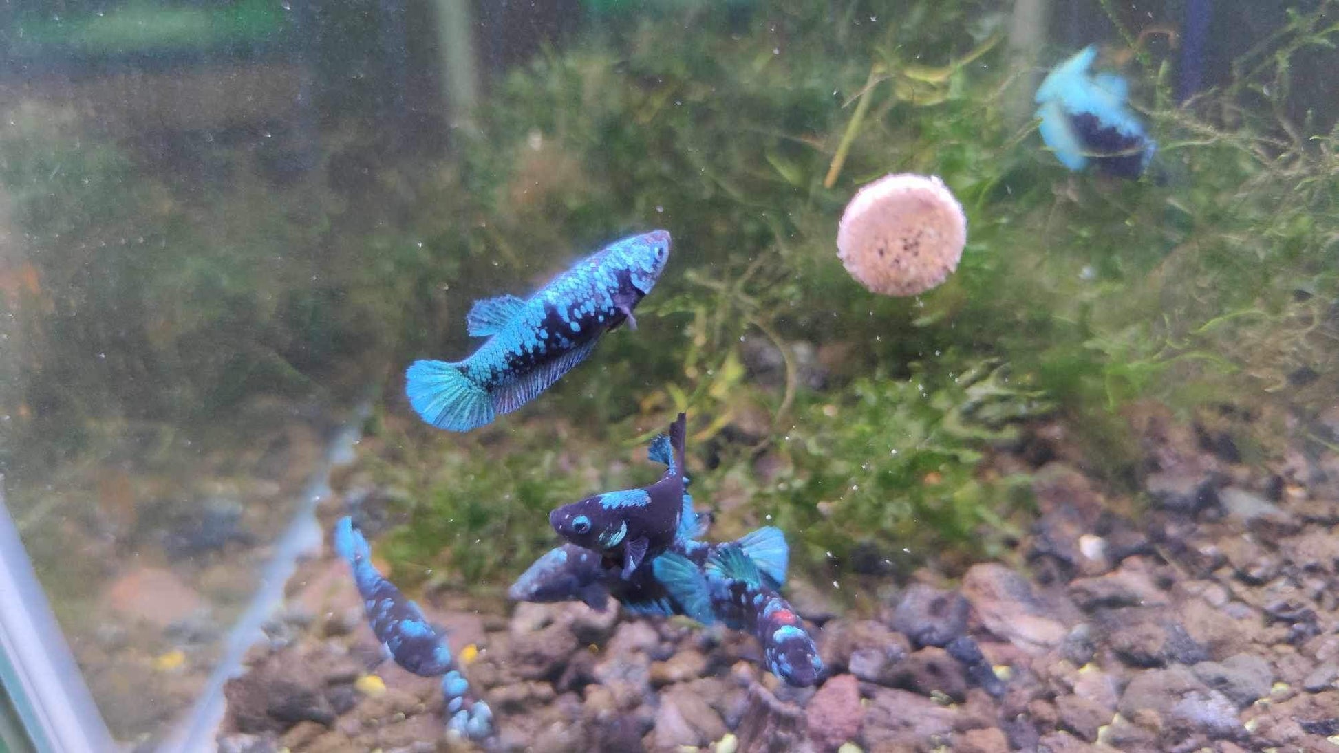 Mix Avarta Black Blue Galaxy, Black Green Galaxy Female Betta Fish