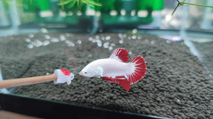 Snow Dragon Plakat Male Betta Fish